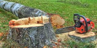 Best Stump Grinding and Removal  in Elmore, OH