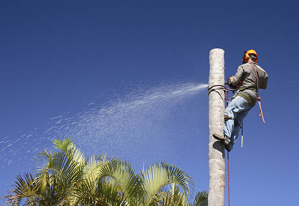 Best Utility Line Clearance  in Elmore, OH